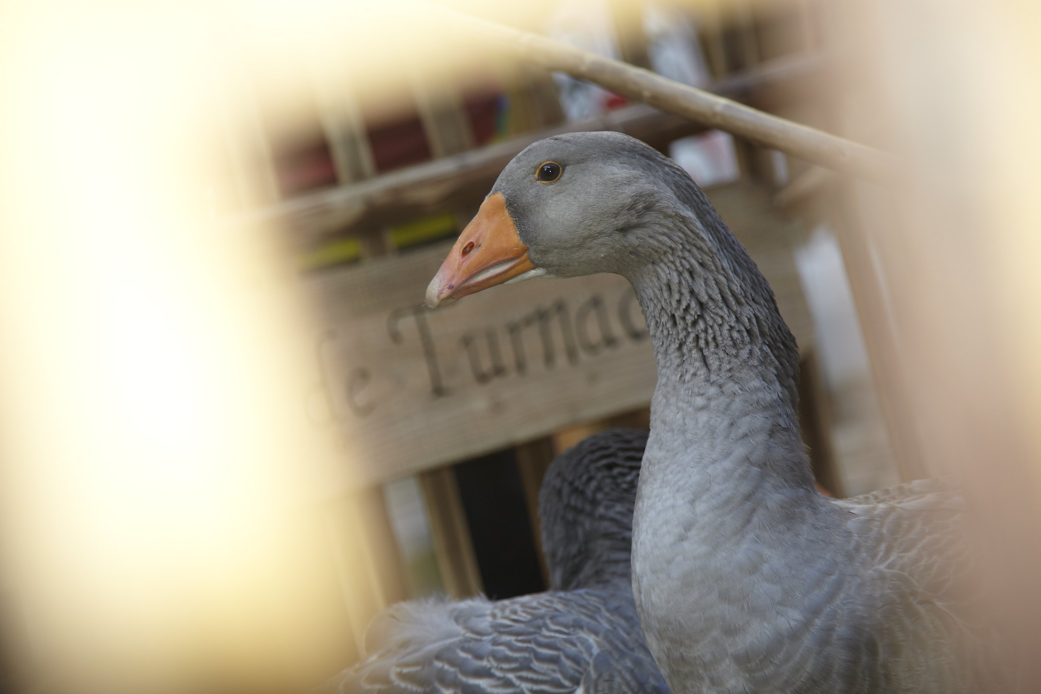 ©mathieu anglada festoie office tourisme sarlat périgord noir